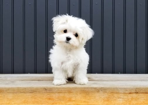 Maltese angle 2